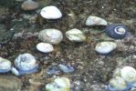 PICTURES/Cabrillo National Monument/t_Colorful Shells.JPG